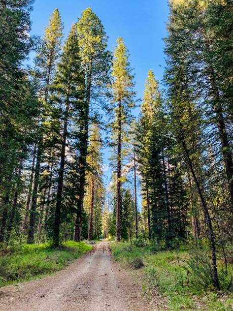 국립자연휴양림-예약-꿀팁