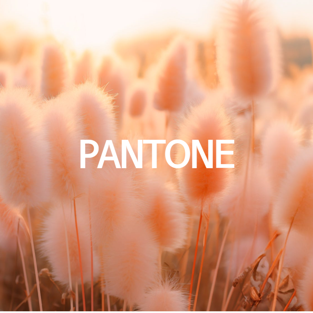 올해컬러 퍼치퍼즈