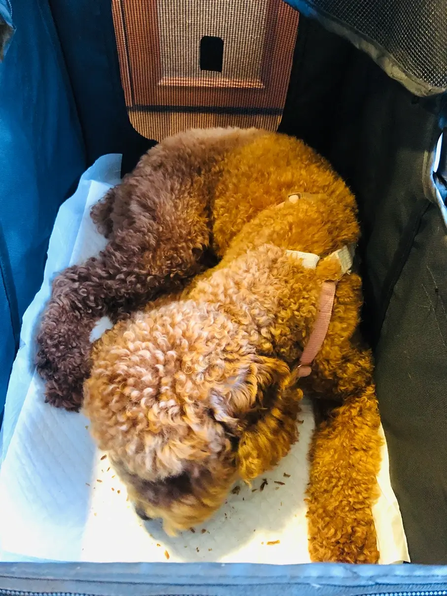 푸들 강아지 먹이 추천