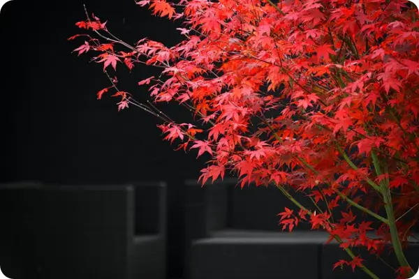 발란 환불