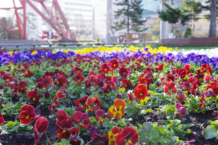 삿포로 여행 가이드 홋카이도의 매력을 한눈에!