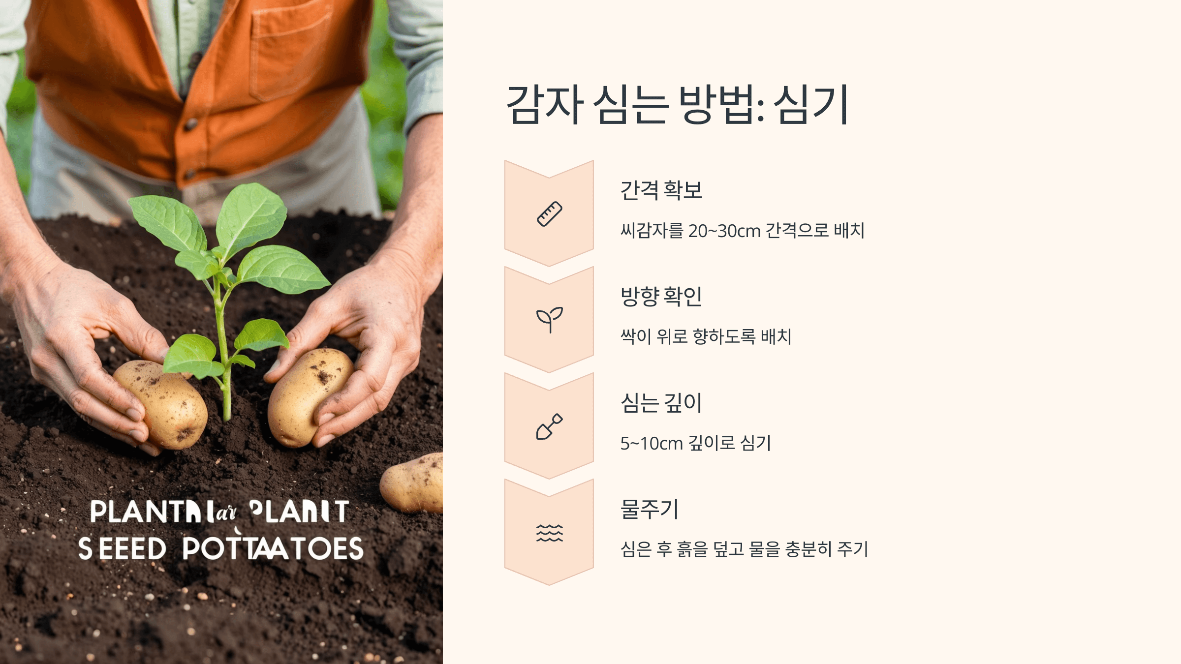 감자 사진입니다.