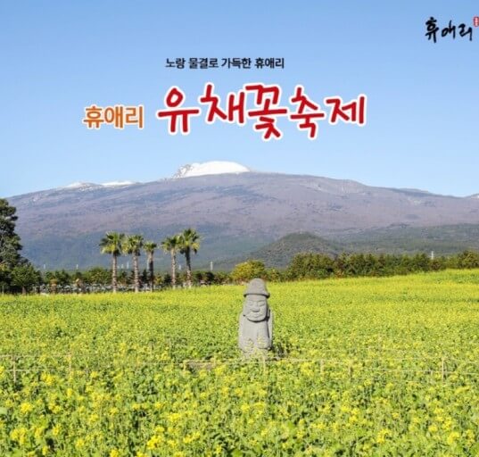 휴애리 유채꽃 축제