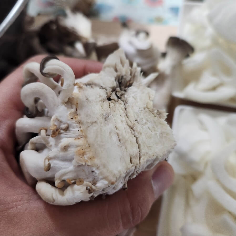 느타리버섯손질