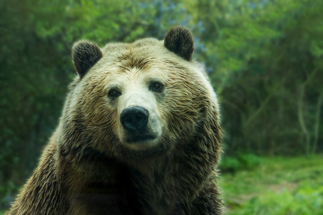 Bear 꿈 (Bear dream)