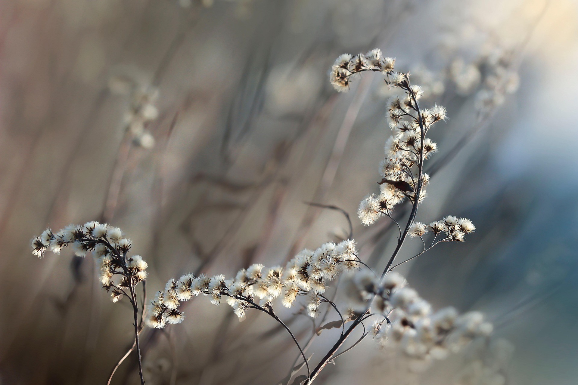 희귀 멸종위기 식물