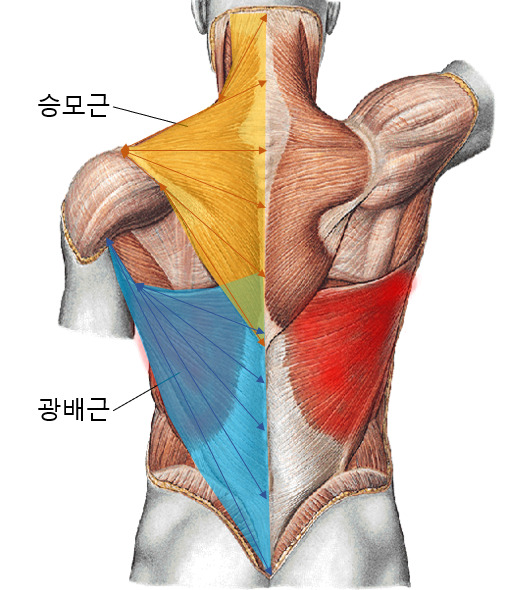 등 근육, 승모근, 광배근, 척주기립근