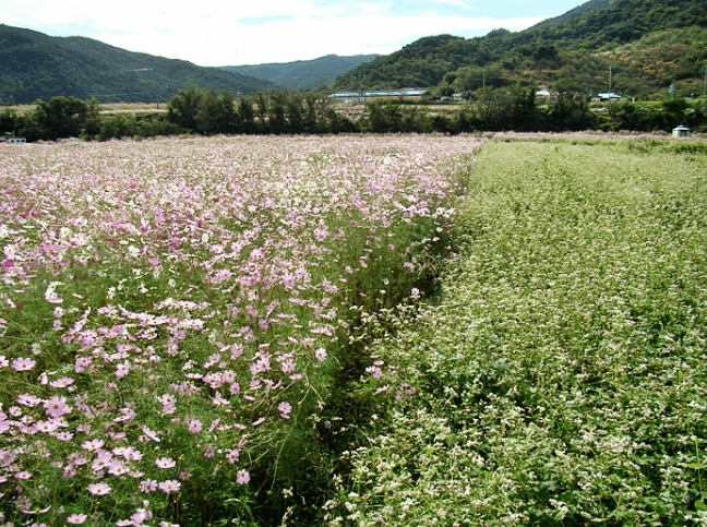 북천-코스모스·메밀꽃축제