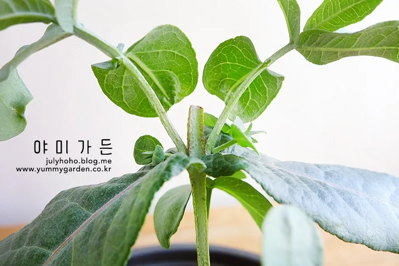 순지르기 기초 측지유도 키작게유지 공간효율 관리 팁_2