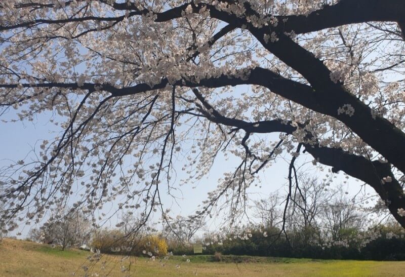 숨은 벚꽃명소 / 2024 충청도 벗꽃명소 벚꽃여행