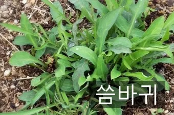 씀바귀 고들빼기 차이점 효능 비교_5