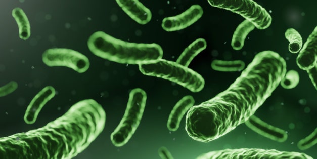 전염성 세균의 사진