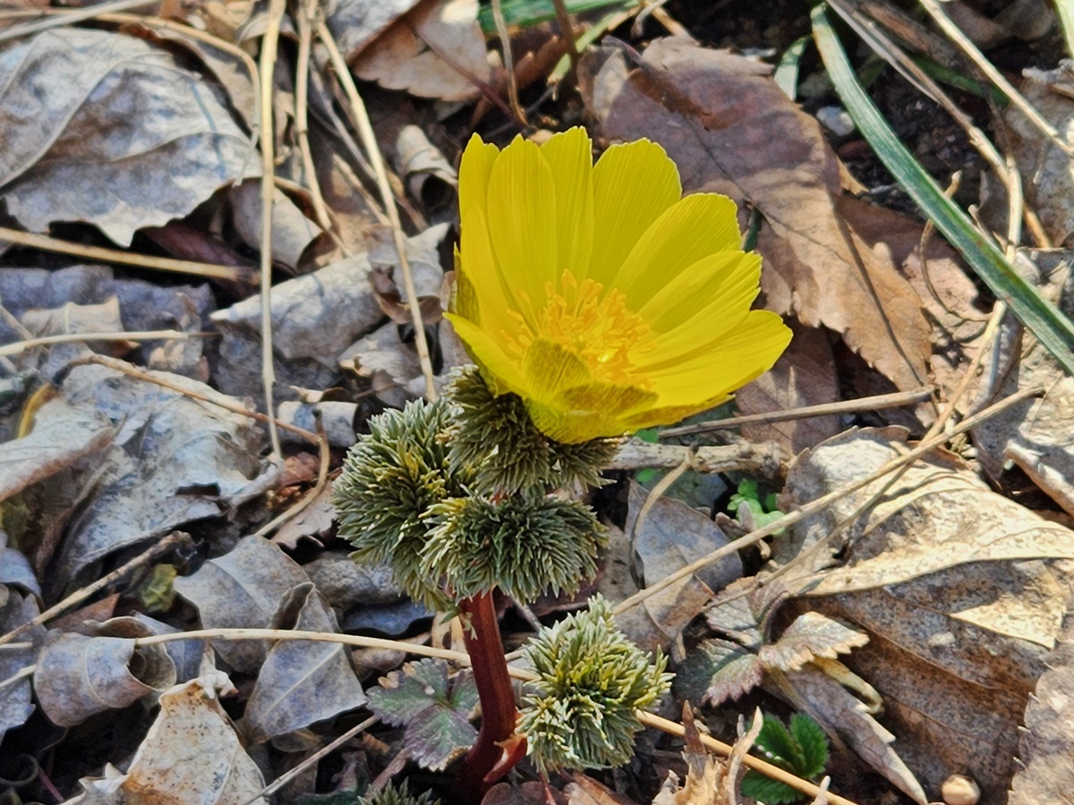 개복수초(가지복수초)