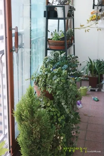 화분 베란다 단열 겨울철보온 커튼사용 찬바람차단 식물보호 요령_29