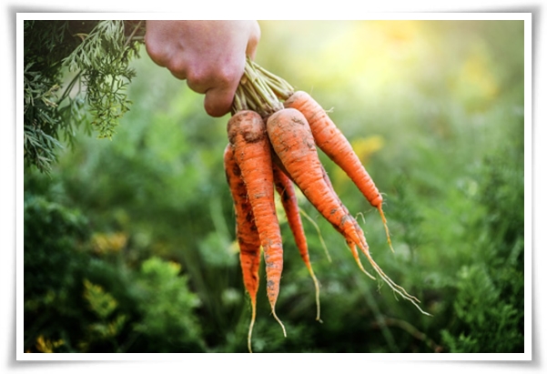 텃밭관리 &quot;3월에 심기 좋은 작물&quot; 감자 당근 상추 시금치 대파 비트 완두콩 ...