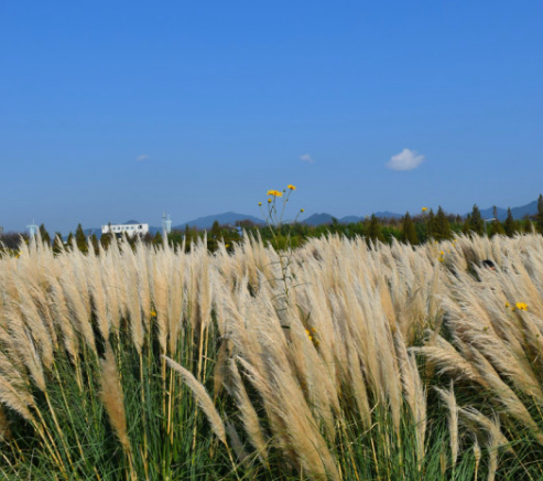가을에 꼭 가야 하는 억새 명소