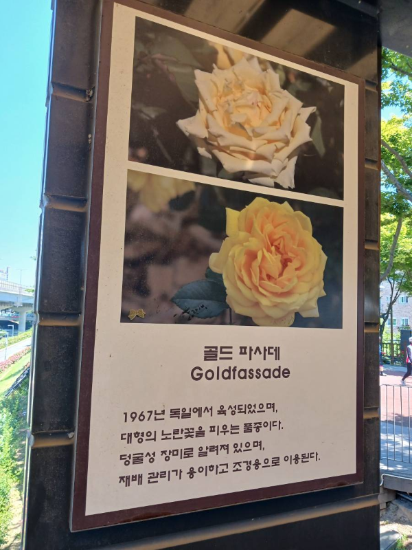 장미종류 골드 파사데