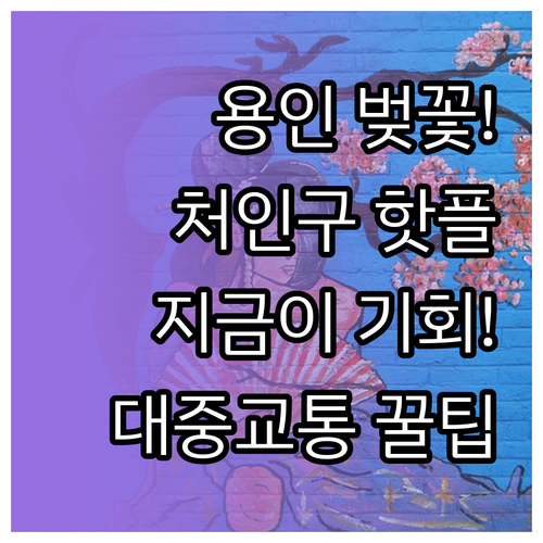용인 처인구 벚꽃 나들이 정보 개화 ..
