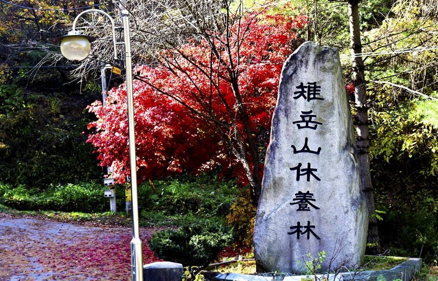 원주 치악산 자연휴양림 캠핑장 주변 맛집 카페 마트 시장 특산물 시세 강아지 동반 정보