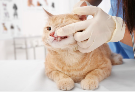 병원에서 입이 벗겨지는 고양이.