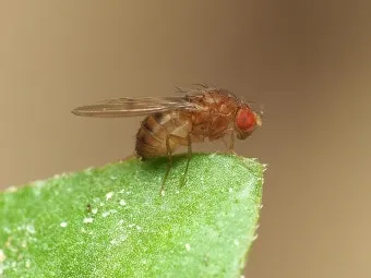 초파리 없애는 방법 효과 만점 초파리 트랩 만들기_17