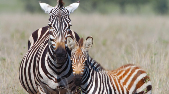 성인 얼룩말과 새끼 얼룩말