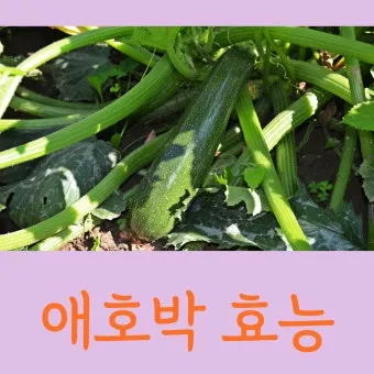 애호박 효능 여름철 보약 같은 채소 정리_22