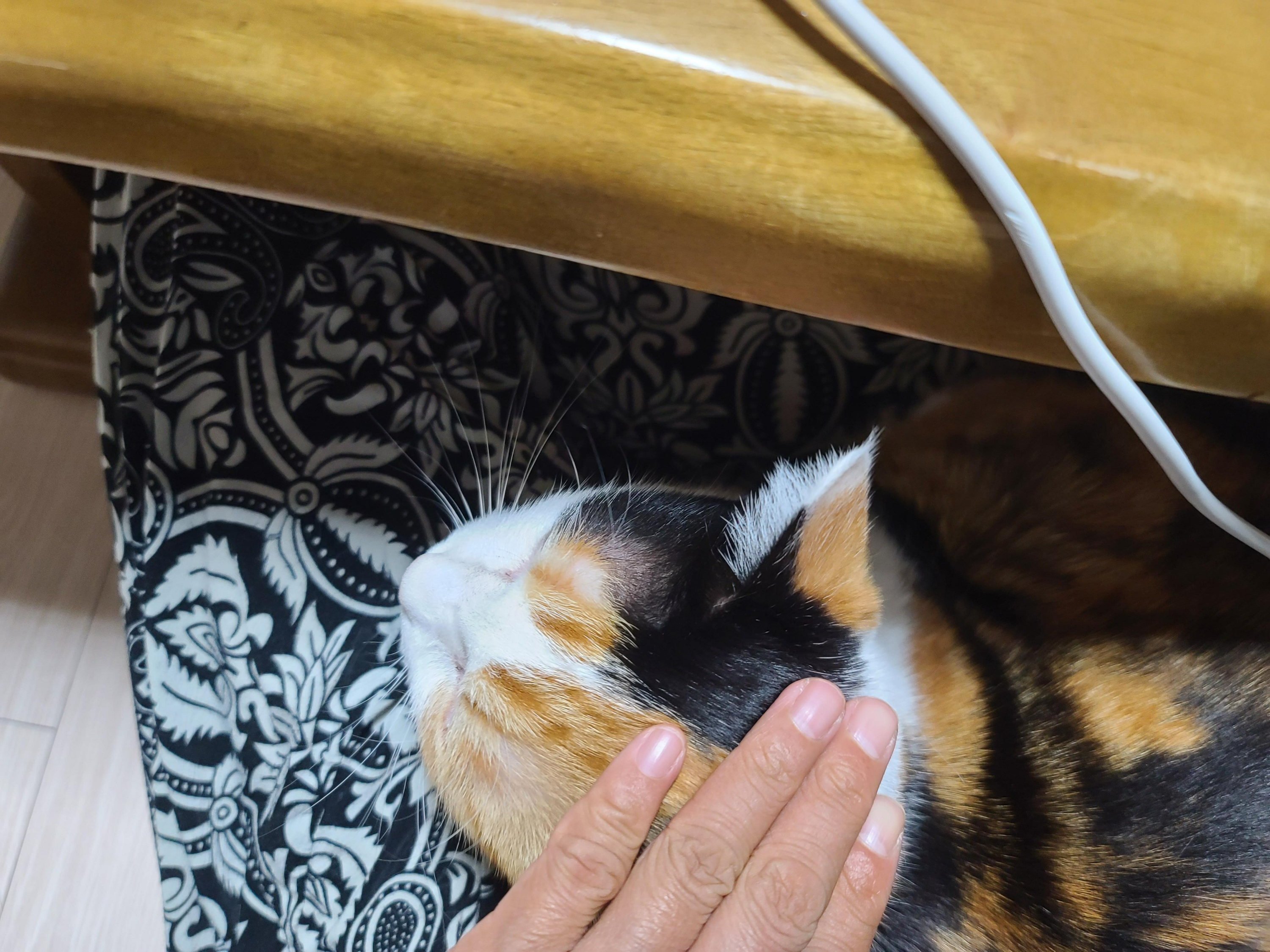 4년만에 스스로 집사품에 안긴 고양이 요미