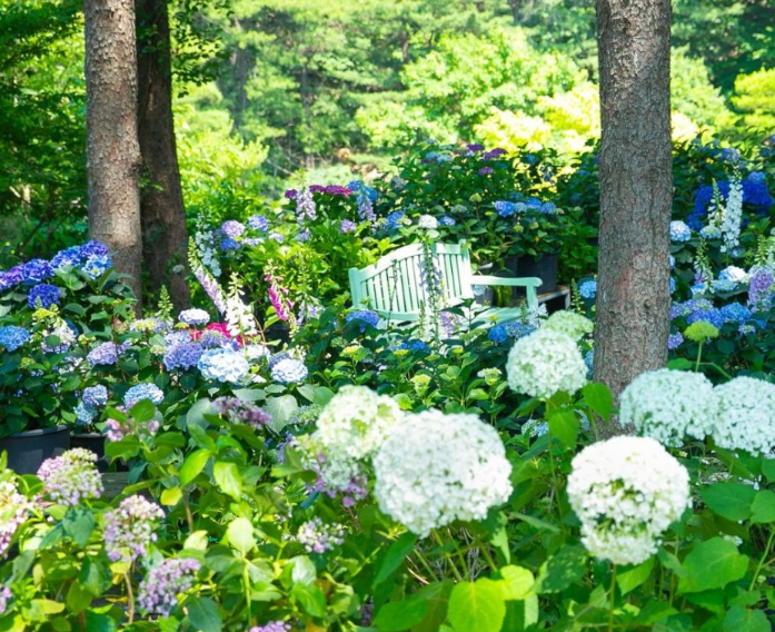 수목원 내 수국 사진