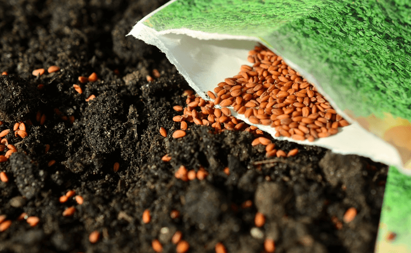 씨앗 보관 방법과 발아율, 밭에 뿌린 씨앗