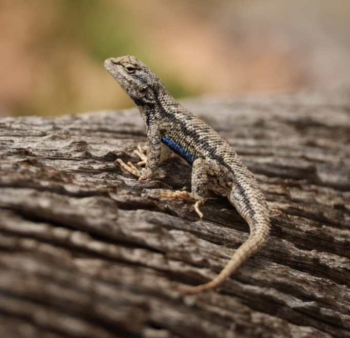 아침고요가족동물