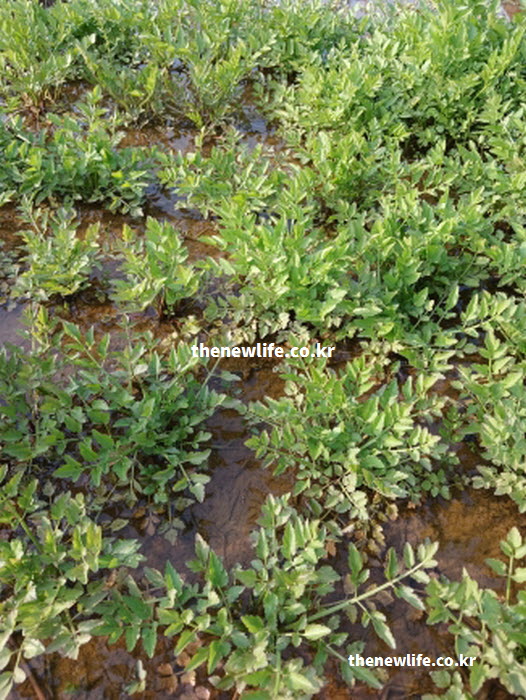 미나리 효능 기원 유래 성질을 보여주는 싱싱한 실물 사진