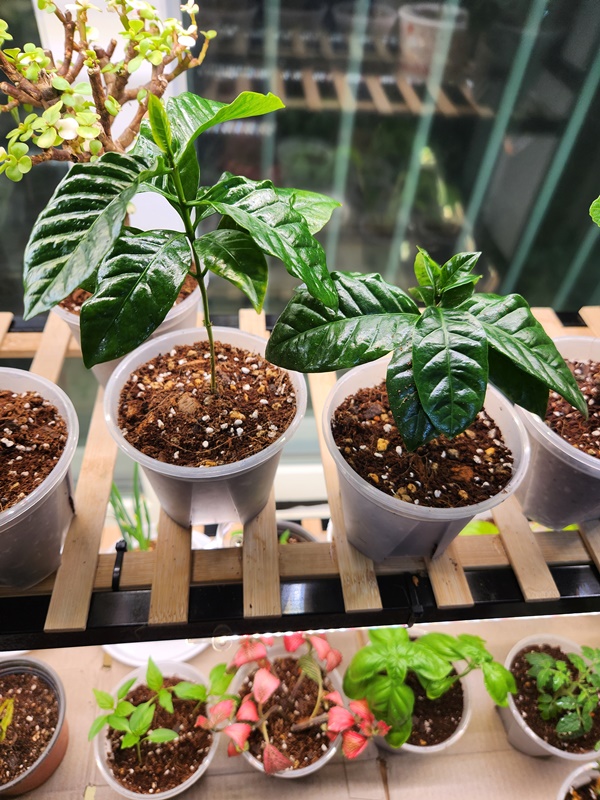 슬릿분에 옮겨심은 커피나무