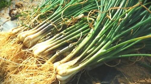 쪽파재배-쪽파-심는시기-수확시기-효능