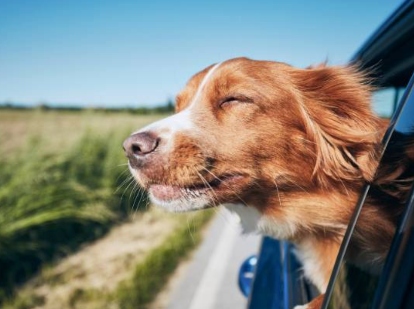 자동차에서 강아지가 창밖으로 고개를 내밀고 바람을 느끼는 사진