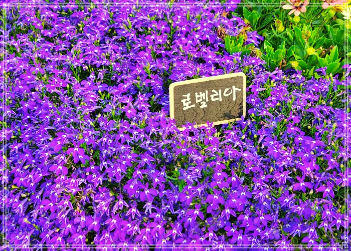 생방송 오늘아침 무더위 날리는 이색 휴가 순천 여행 즐겨라! 소개 방송