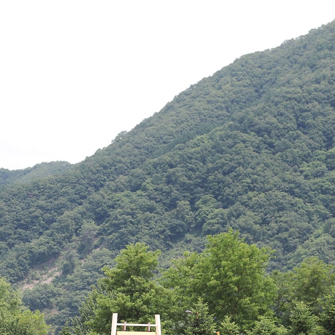  경기도 자라섬 꽃 페스타