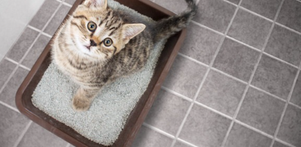 화장실에서 올려다보는 고양이.