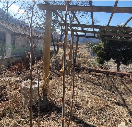 무화과-나무-사진