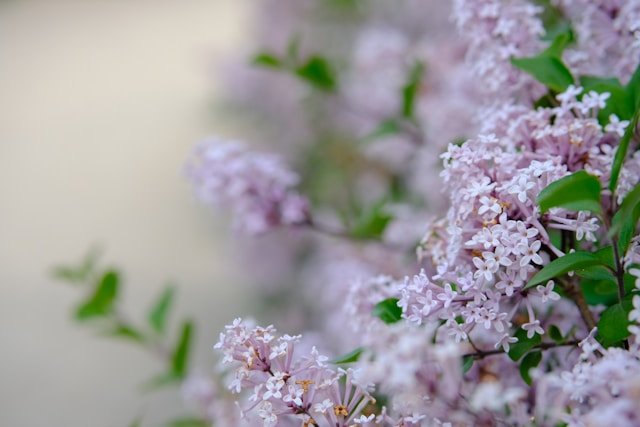 수수꽃다리 라일락