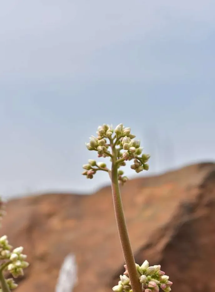 용도수목원허브식물원