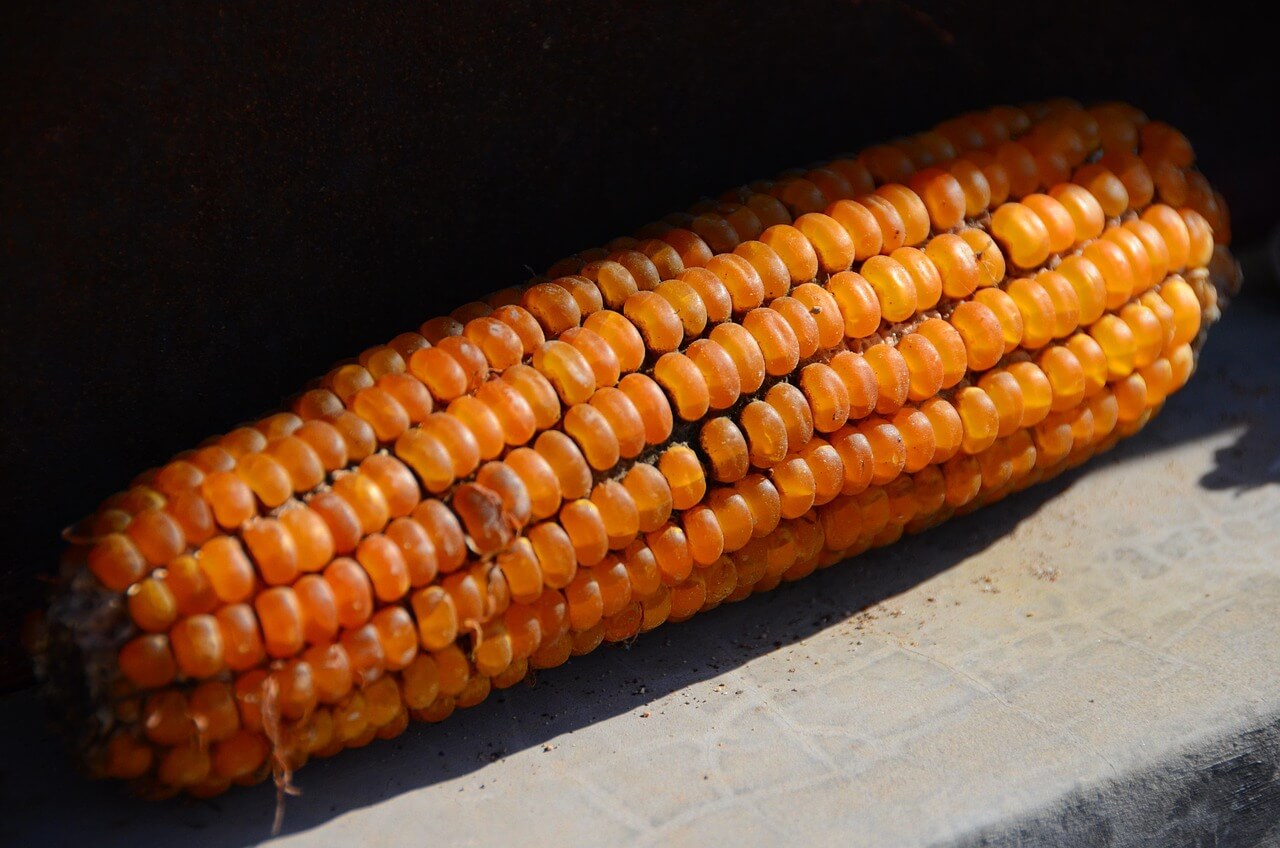 옥수수 보관방법