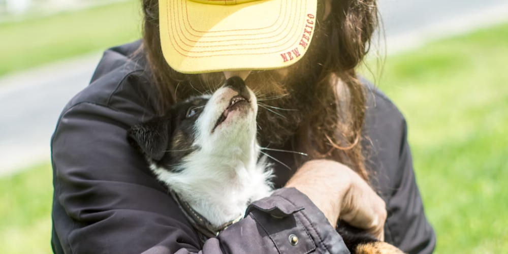 강아지 발바닥 까짐 2