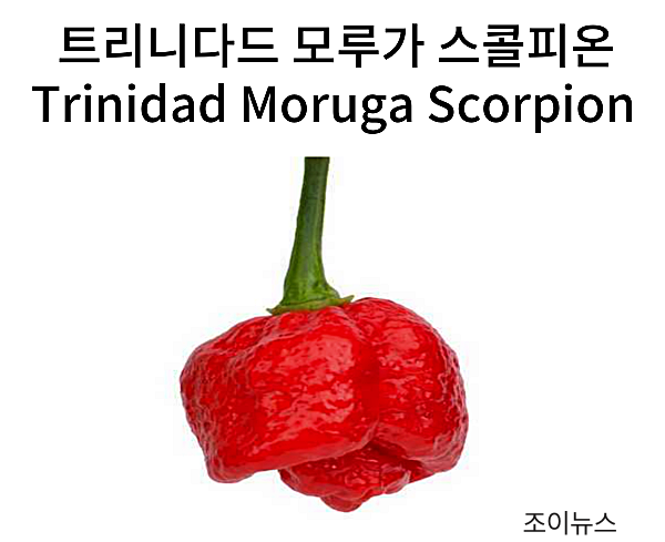 트리니다드 모루가 스콜피온(Trinidad Moruga Scorpion)