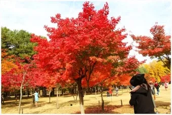 가을 단풍 여행지 베스트10 산책로 사진스팟 대중교통으로 여유롭게_14