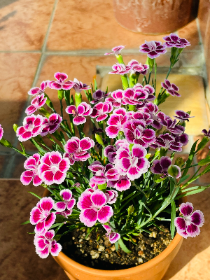 우리 집에서만 잘 안 자라는 이유