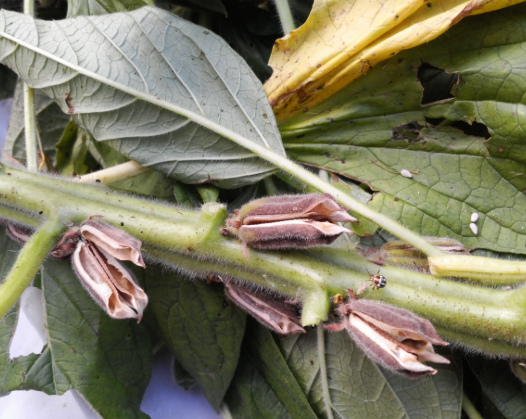 참깨 수확시기 방법 남부 중부 지방 물주기 파종 베는시기 총정리4
