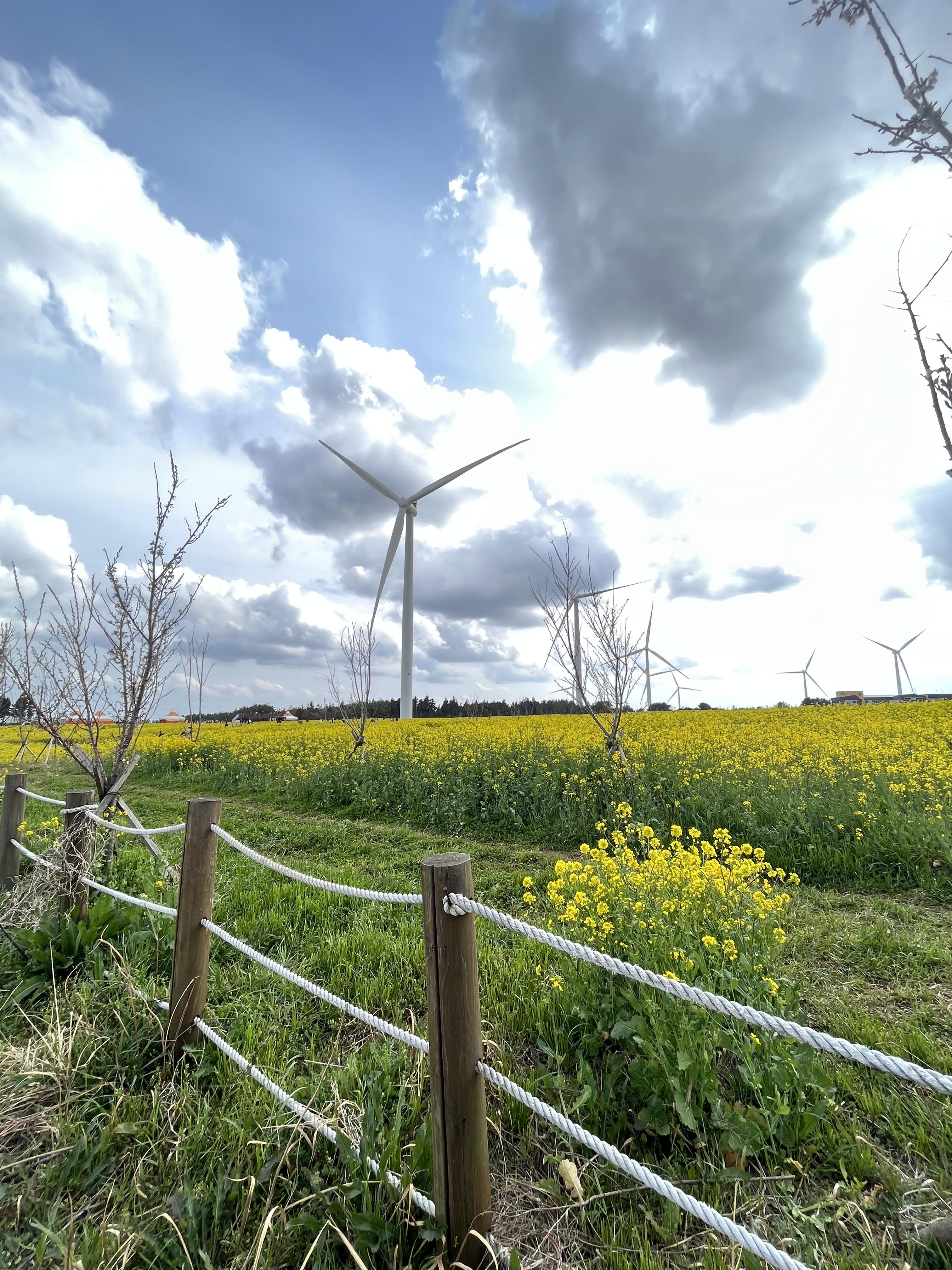 제주 서귀포시 녹산로 유채꽃도로 풍경