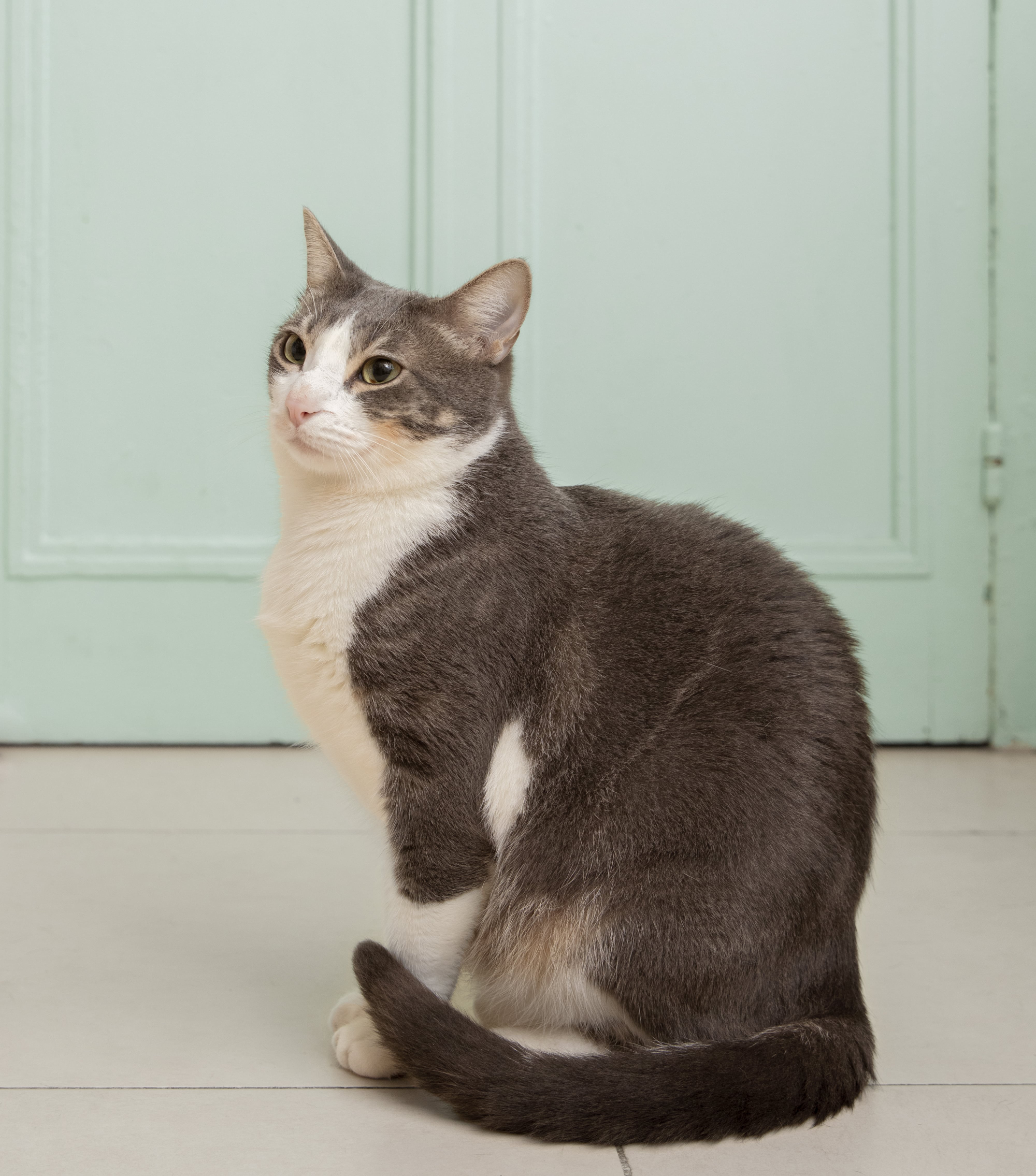 고양이 뱃살과 원시주머니 구별 방법과 비만 고양이 관리 방법