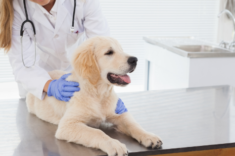 반려동물이미지